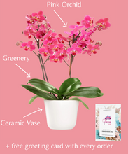 Load image into Gallery viewer, Orchid Pink Plant
