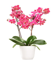 Load image into Gallery viewer, Orchid Pink Plant
